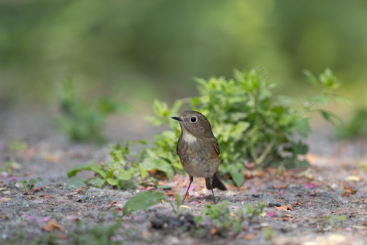 Red-flanked/Qilian Bluetail - ML617769289
