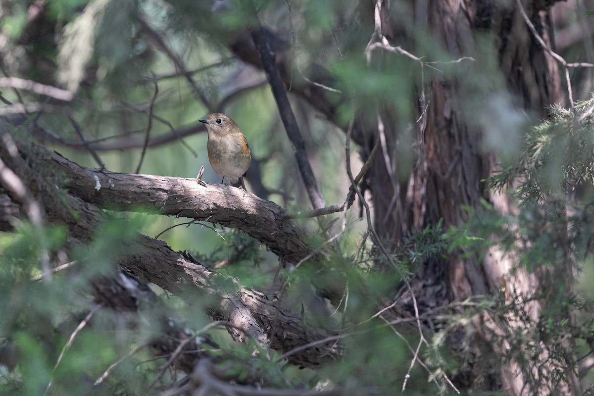 Red-flanked/Qilian Bluetail - ML617769290