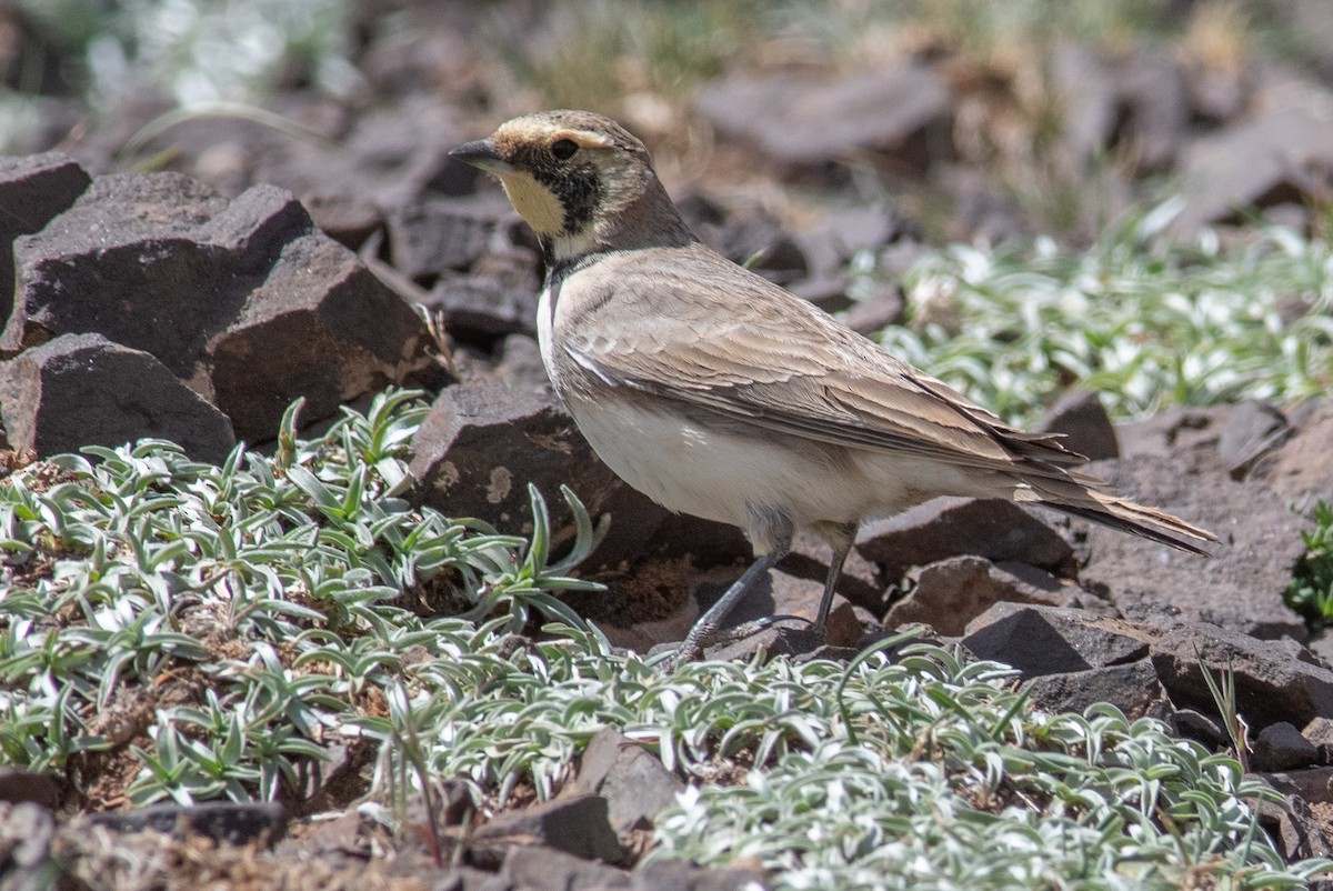 Horned Lark (Atlas) - Daniel Field