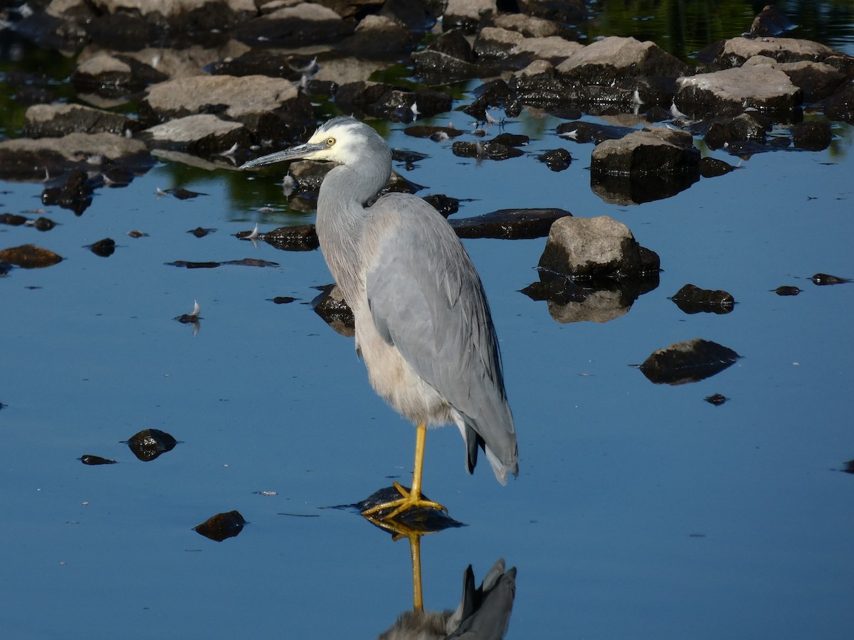 White-faced Heron - Thomas Nataprawira