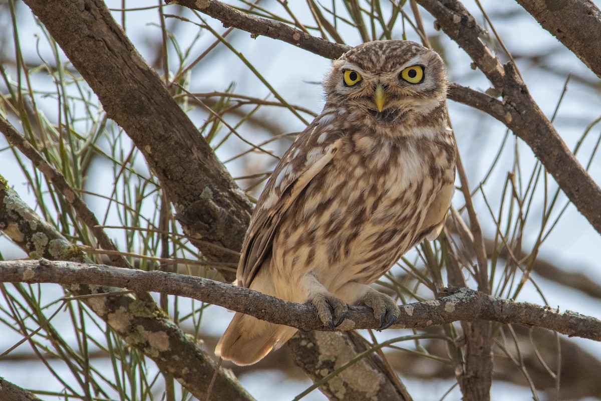 Little Owl - Daniel Field