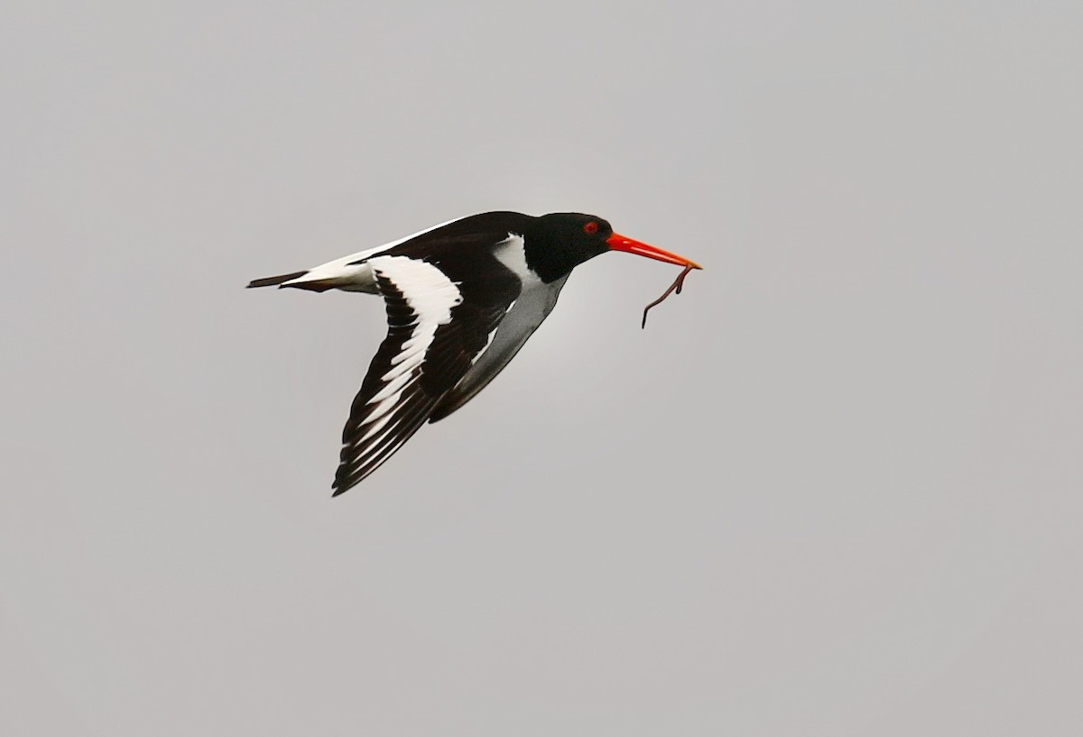 Eurasian Oystercatcher - Ali Atahan