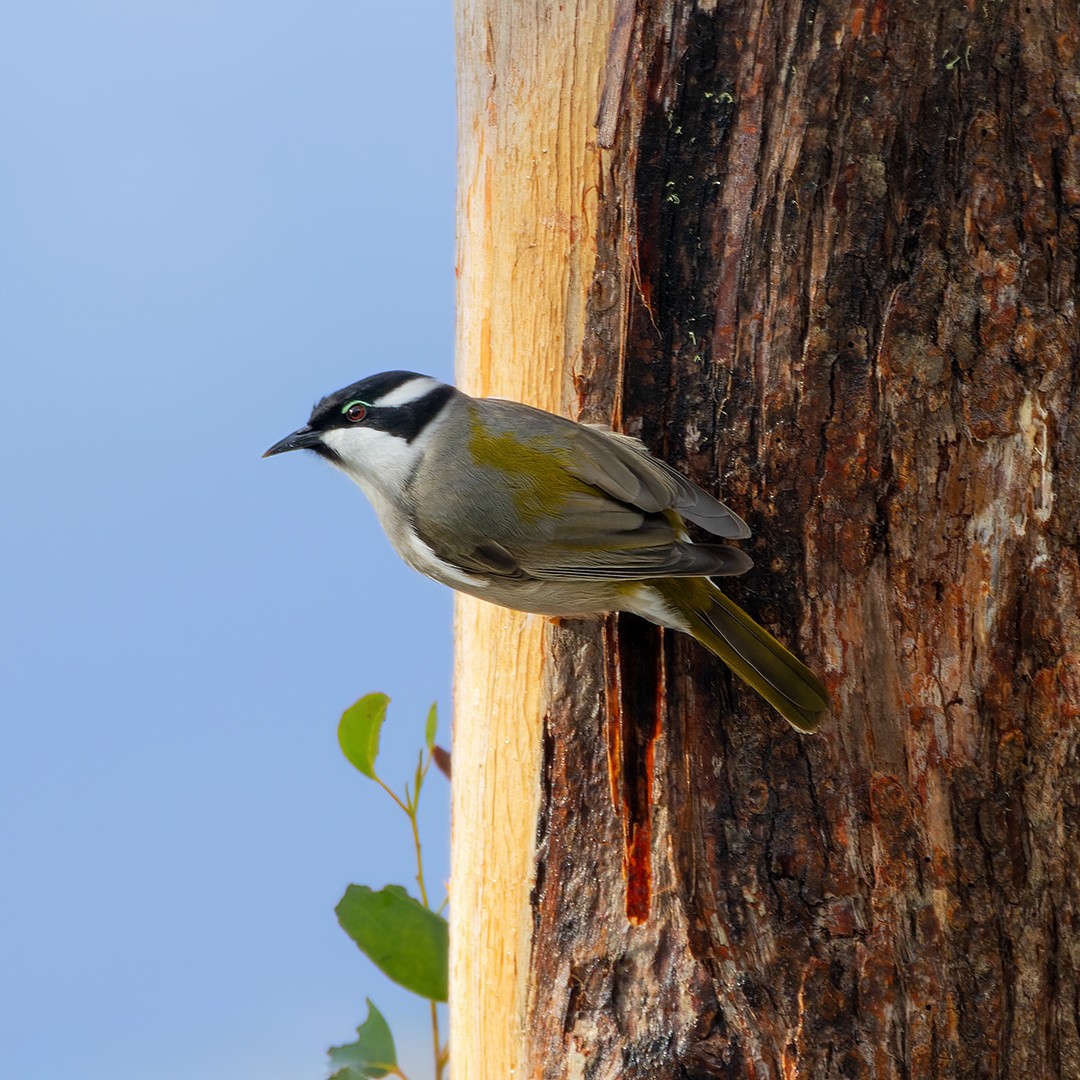 Strong-billed Honeyeater - ML617769473