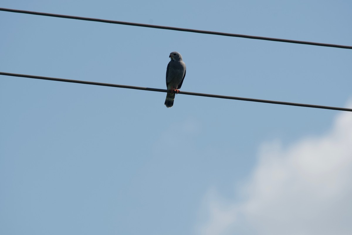 Lizard Buzzard - ML617769481