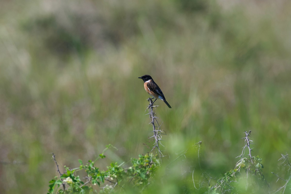 African Stonechat - Johan Bergkvist