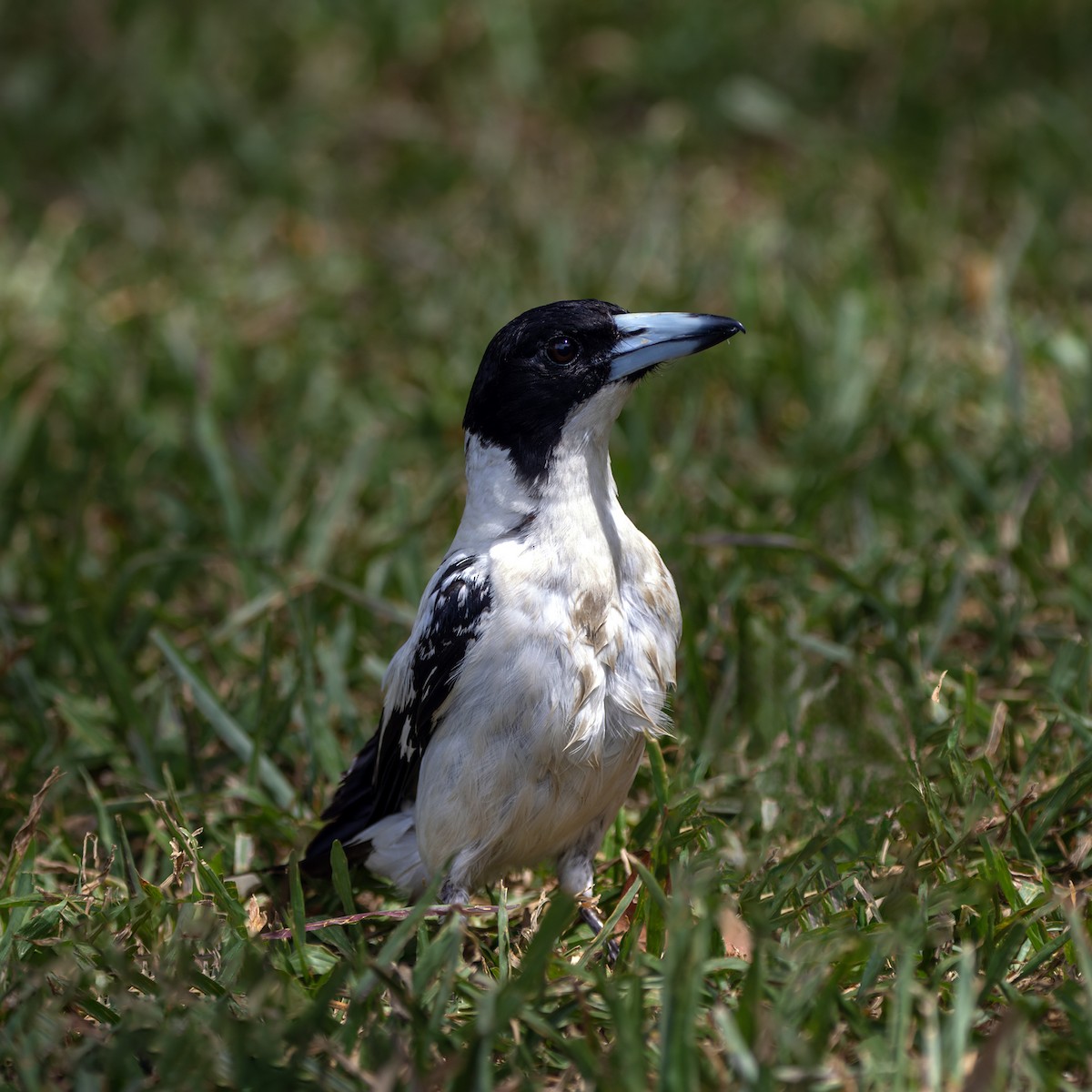 Black-backed Butcherbird - ML617769497