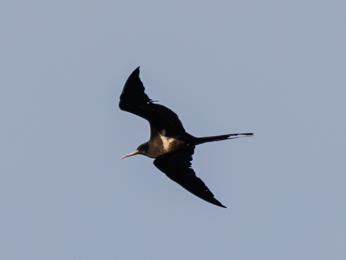 Lesser Frigatebird - ML617769518