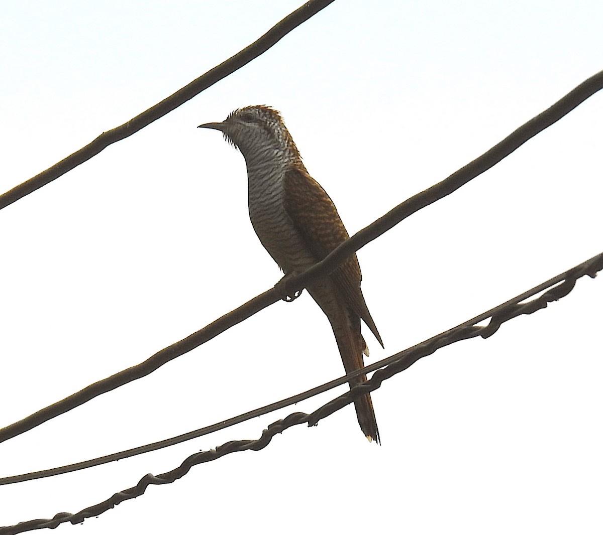 Banded Bay Cuckoo - ML617769546