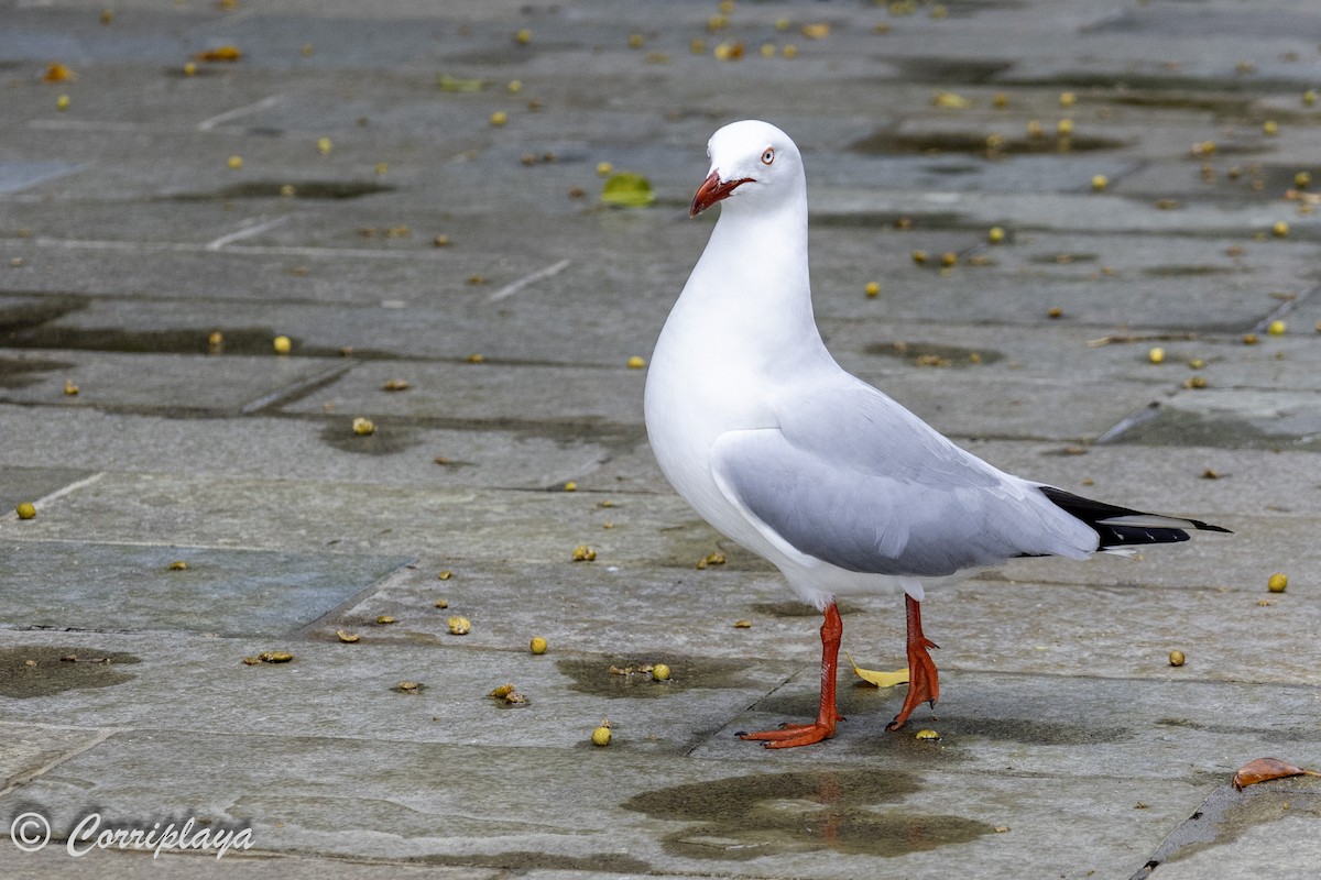 Silver Gull - ML617769551