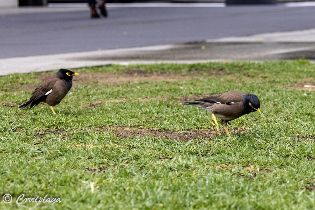 Common Myna - ML617769552