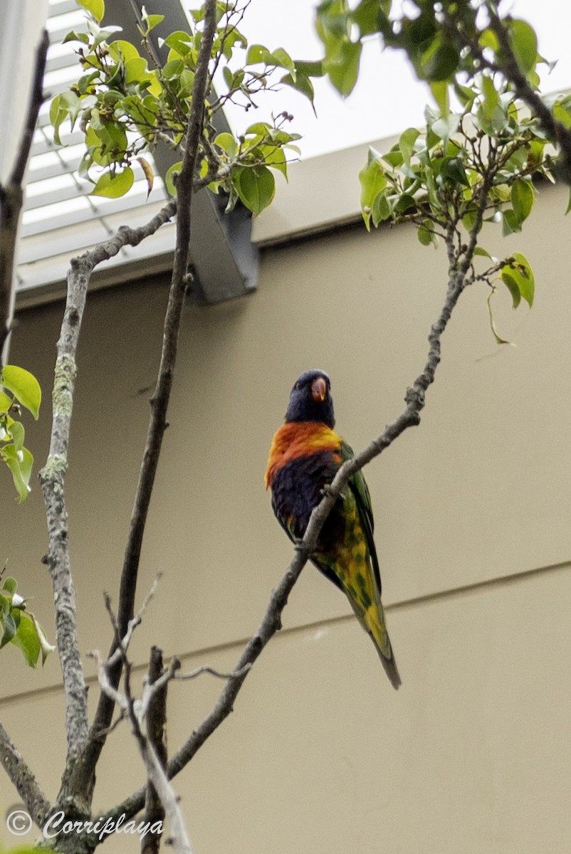 Rainbow Lorikeet - Fernando del Valle