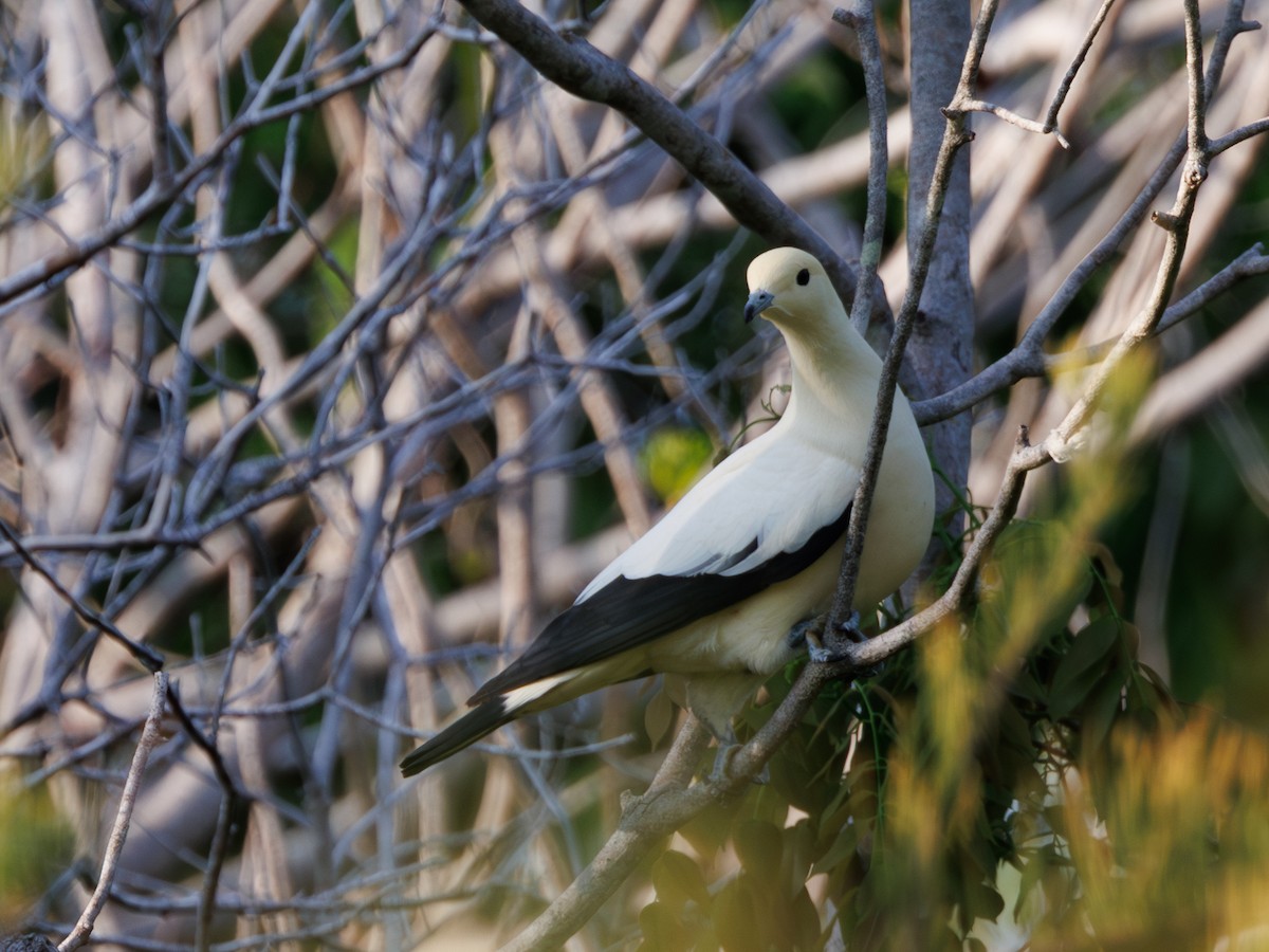 Pied Imperial-Pigeon - Ng SH