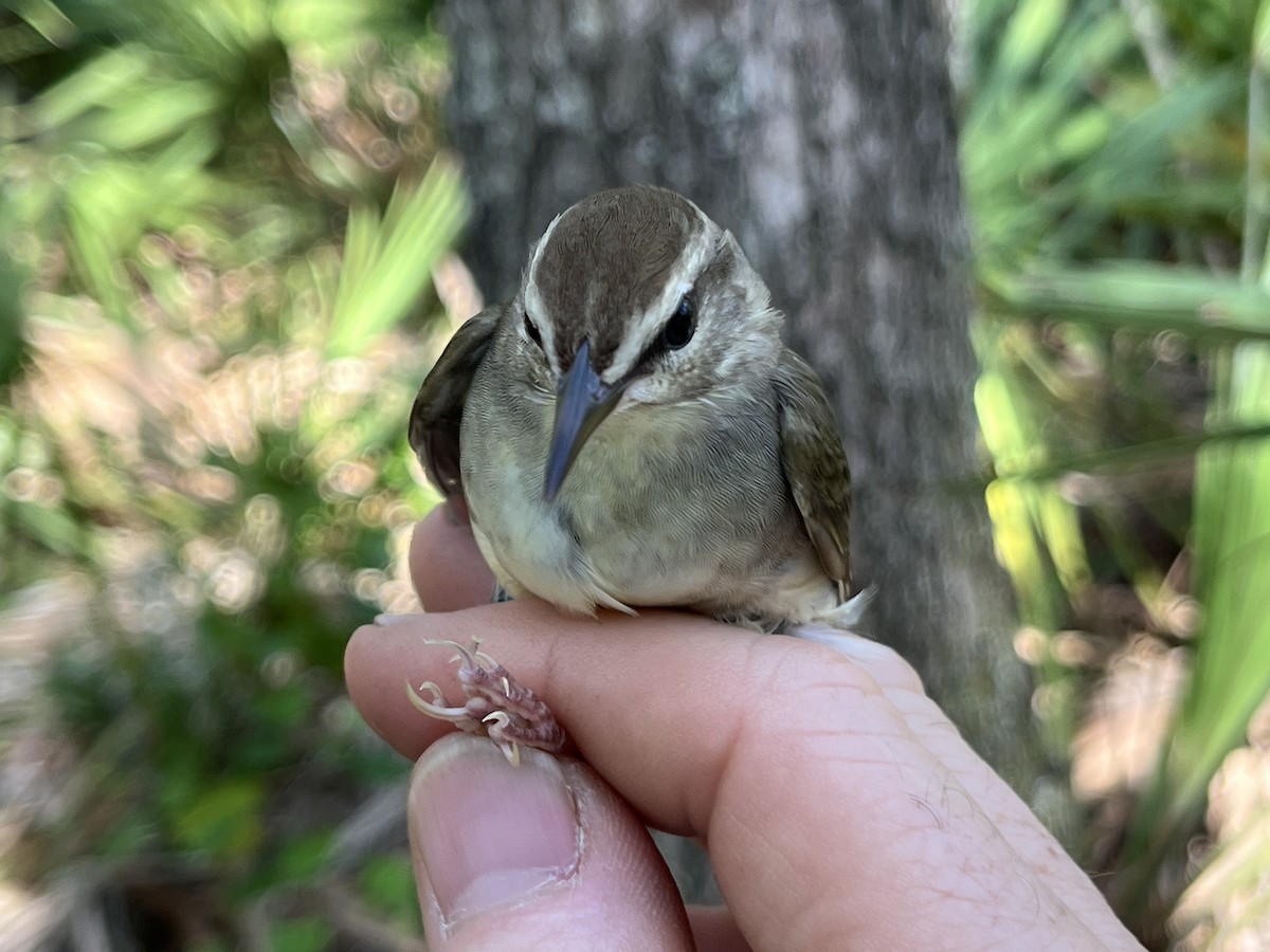 Swainson's Warbler - Jim McGinity