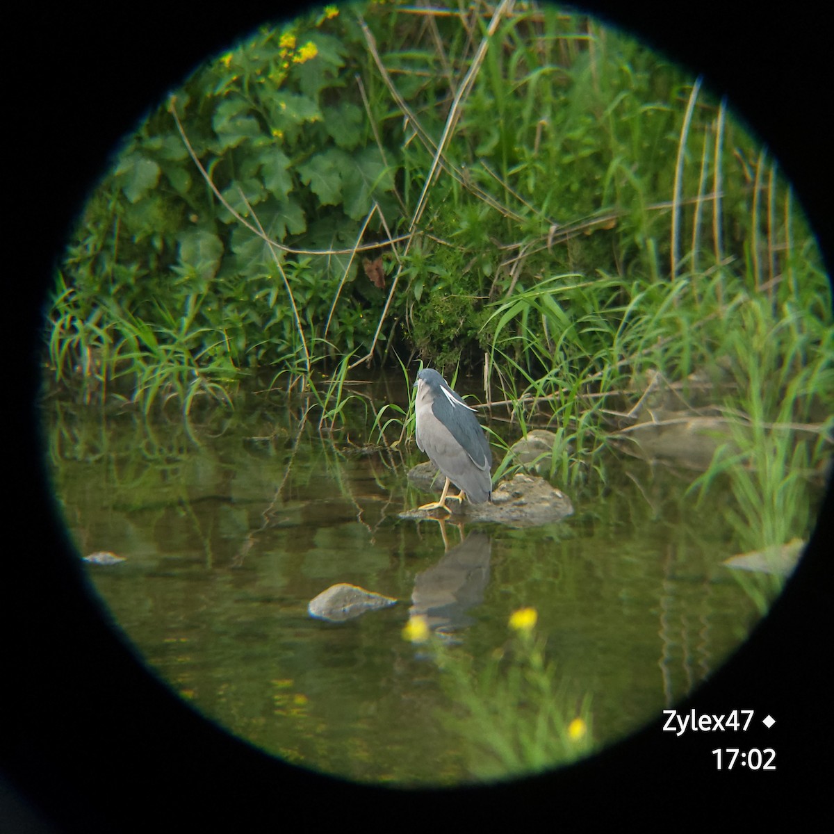 Black-crowned Night Heron (Eurasian) - Dusky Thrush