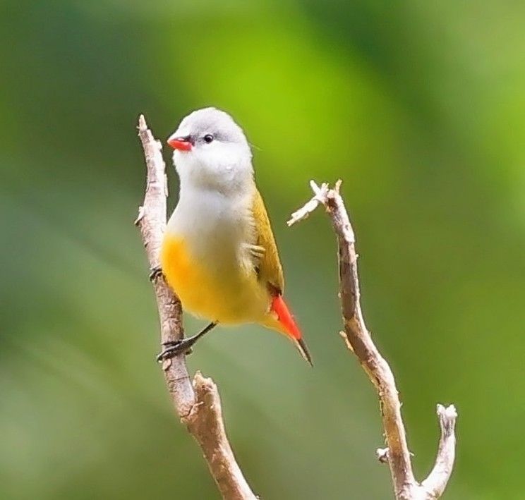 Yellow-bellied Waxbill - ML617769645