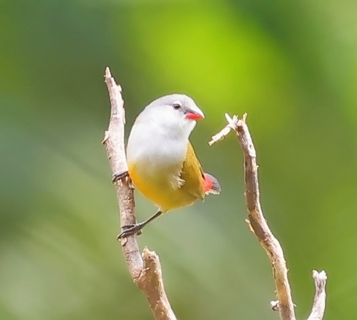 Yellow-bellied Waxbill - ML617769647