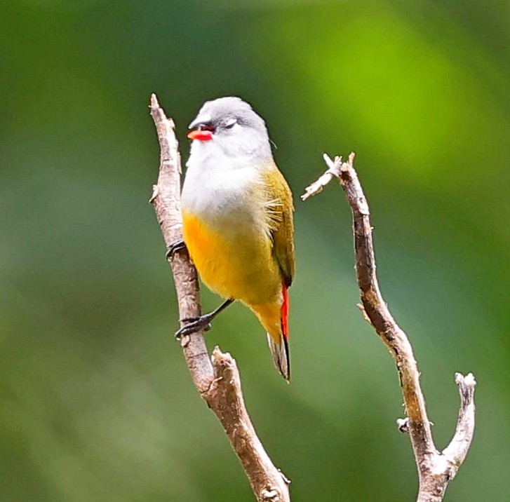 Yellow-bellied Waxbill - ML617769648