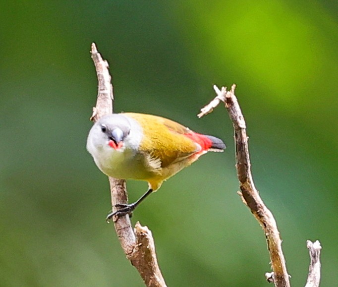 Yellow-bellied Waxbill - Maciej  Kotlarski