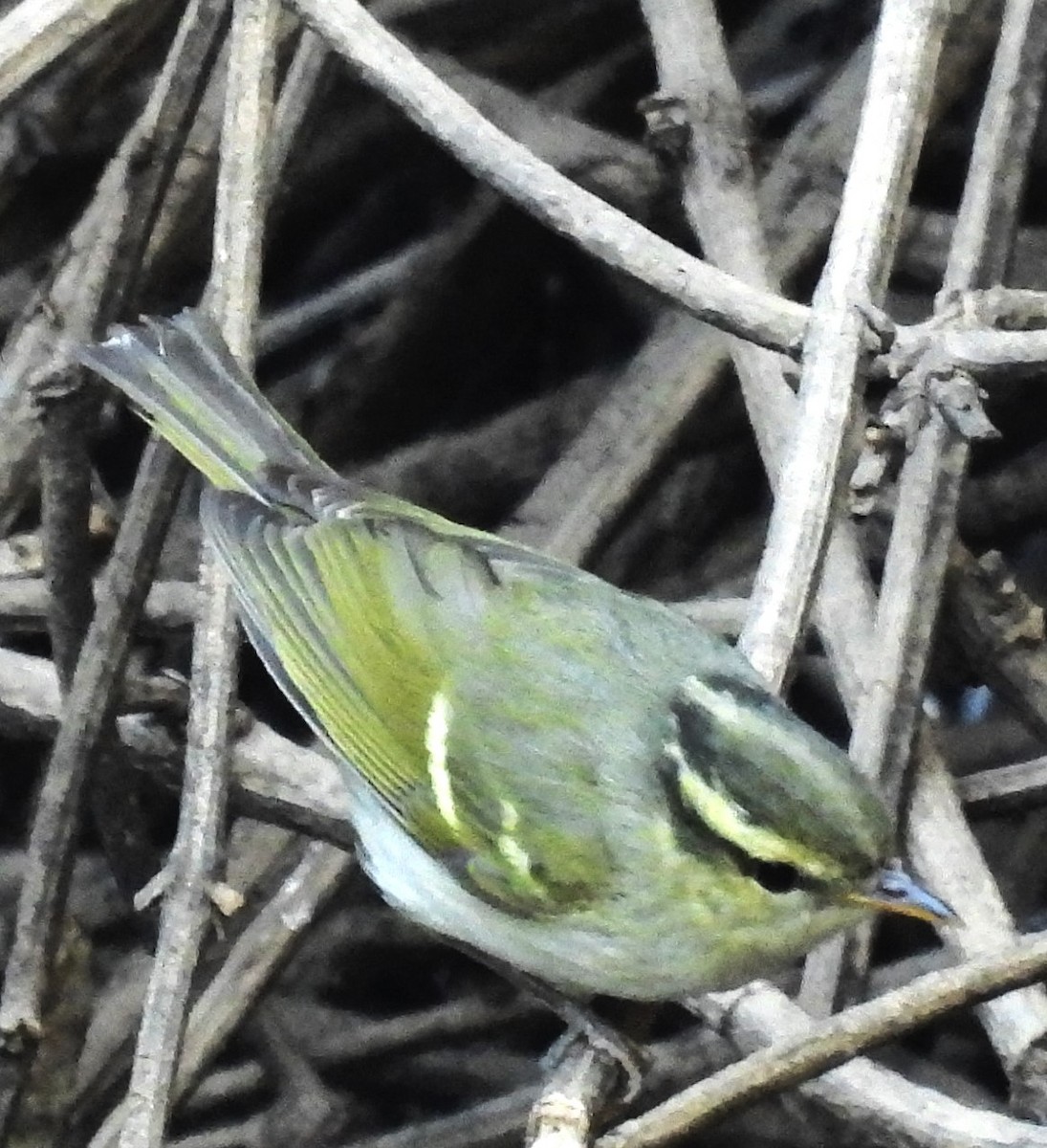 Blyth's Leaf Warbler - ML617769654