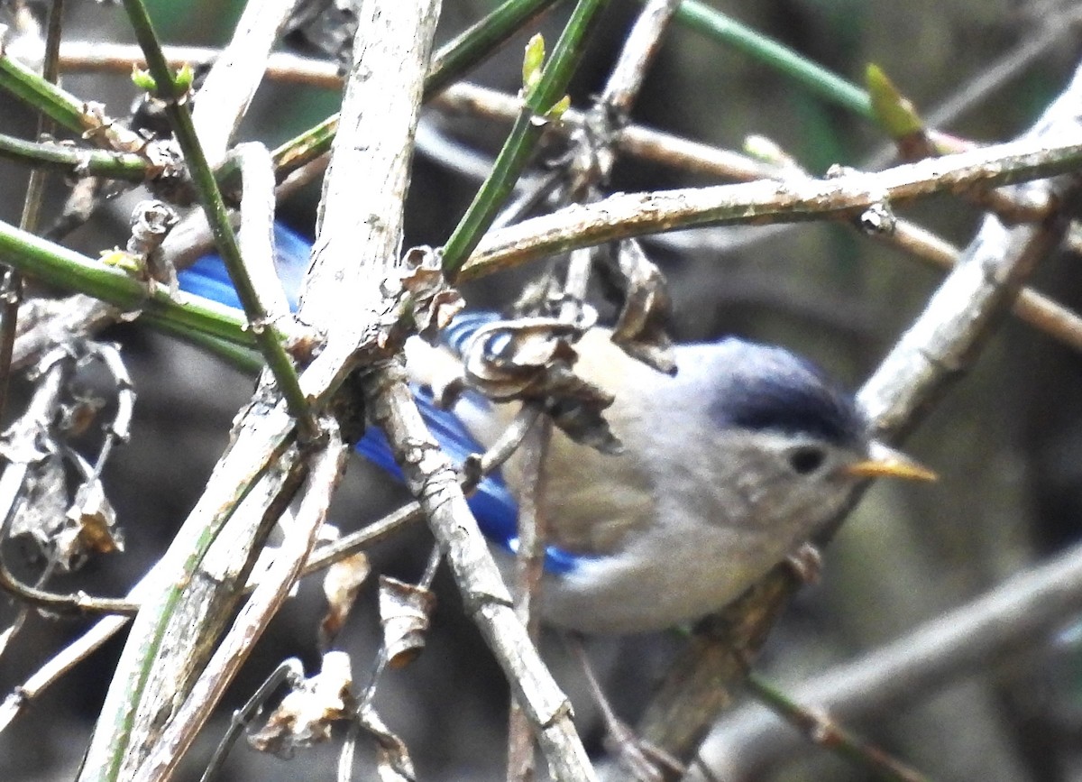 Blue-winged Minla - ML617769662