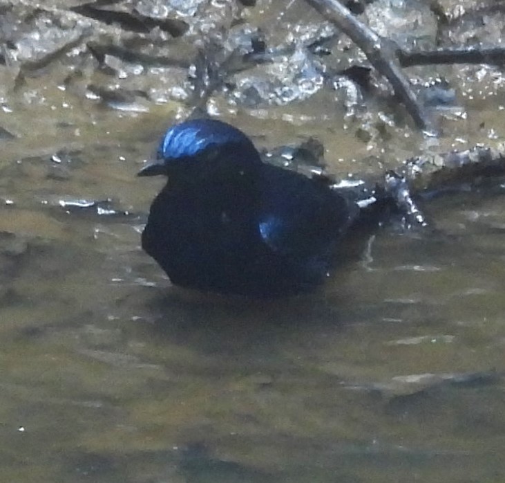 白尾鴝 - ML617769677