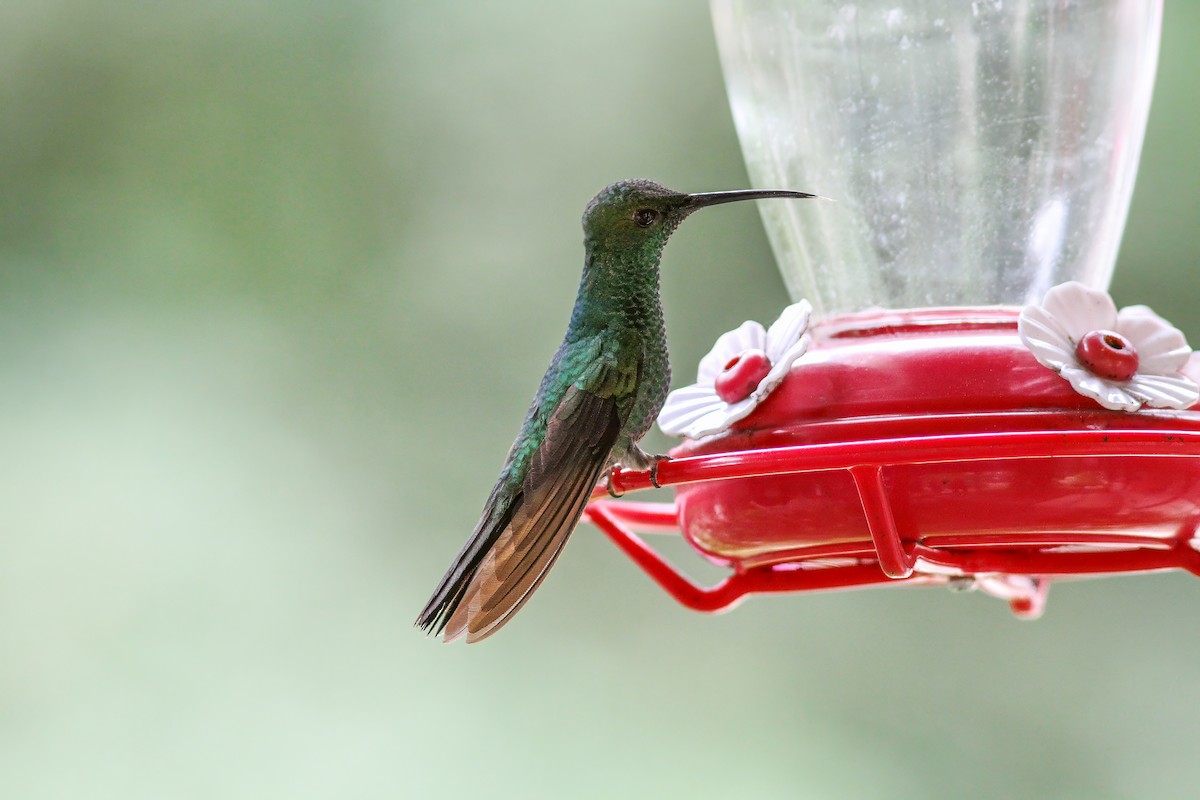 White-vented Plumeleteer - Per Smith