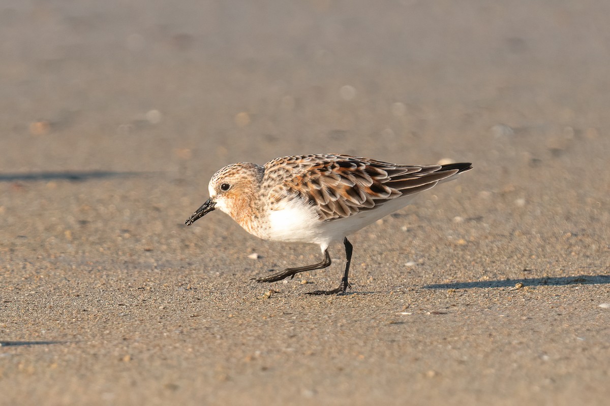 Red-necked Stint - ML617769774