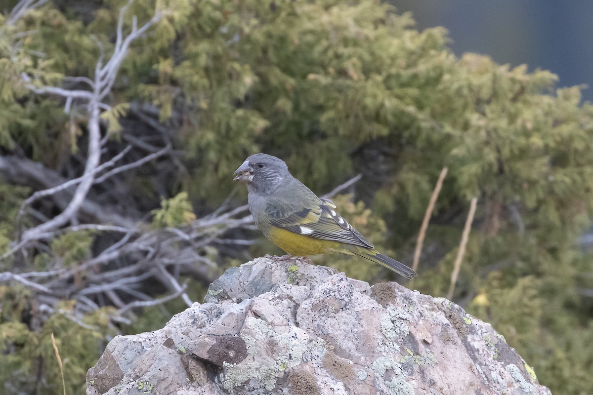 White-winged Grosbeak - Alexander Perevozov