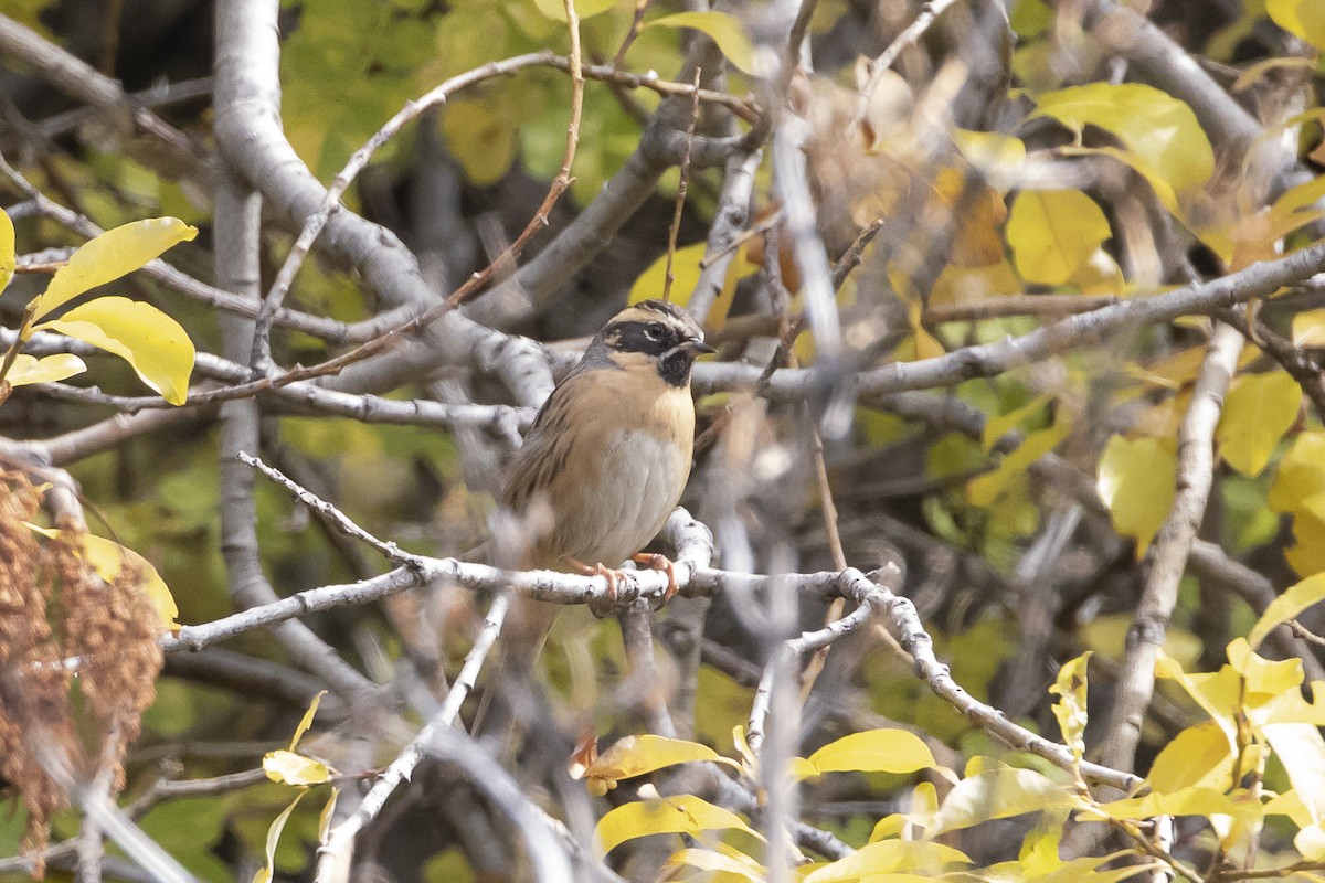 Black-throated Accentor - ML617769821