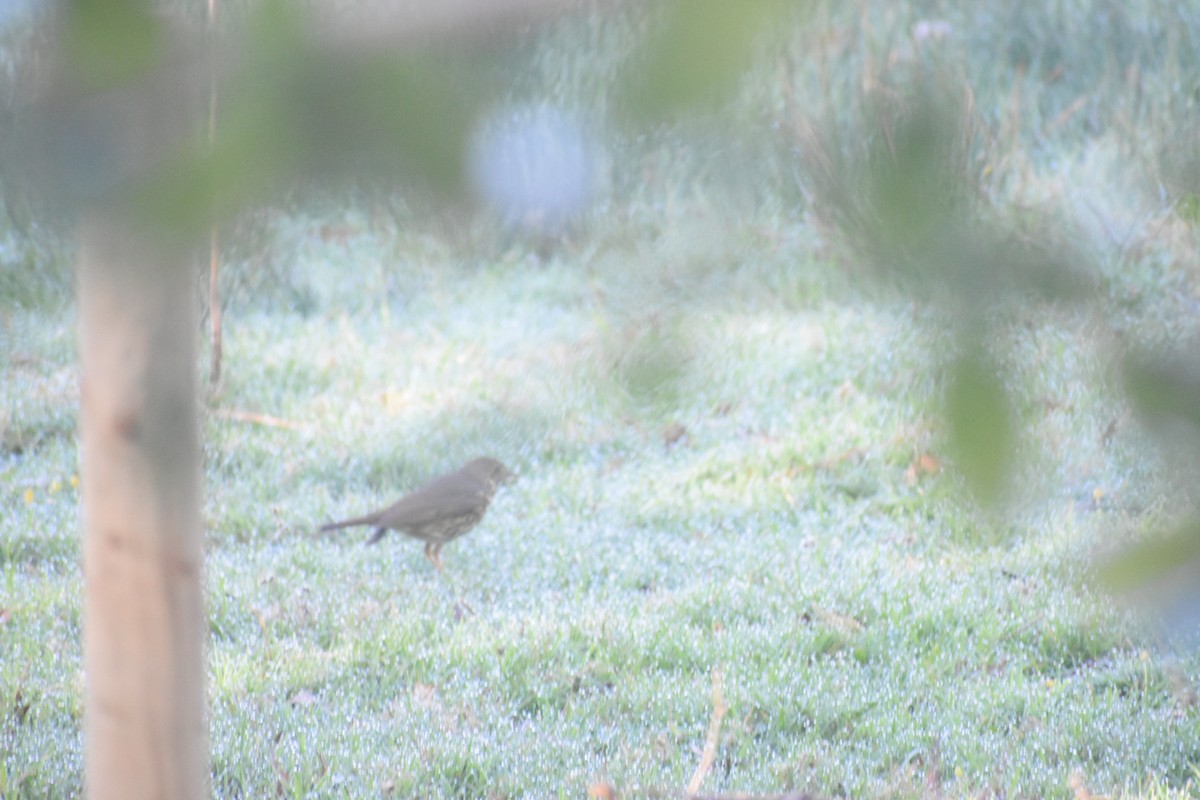 Song Thrush - Tony Stoffolano