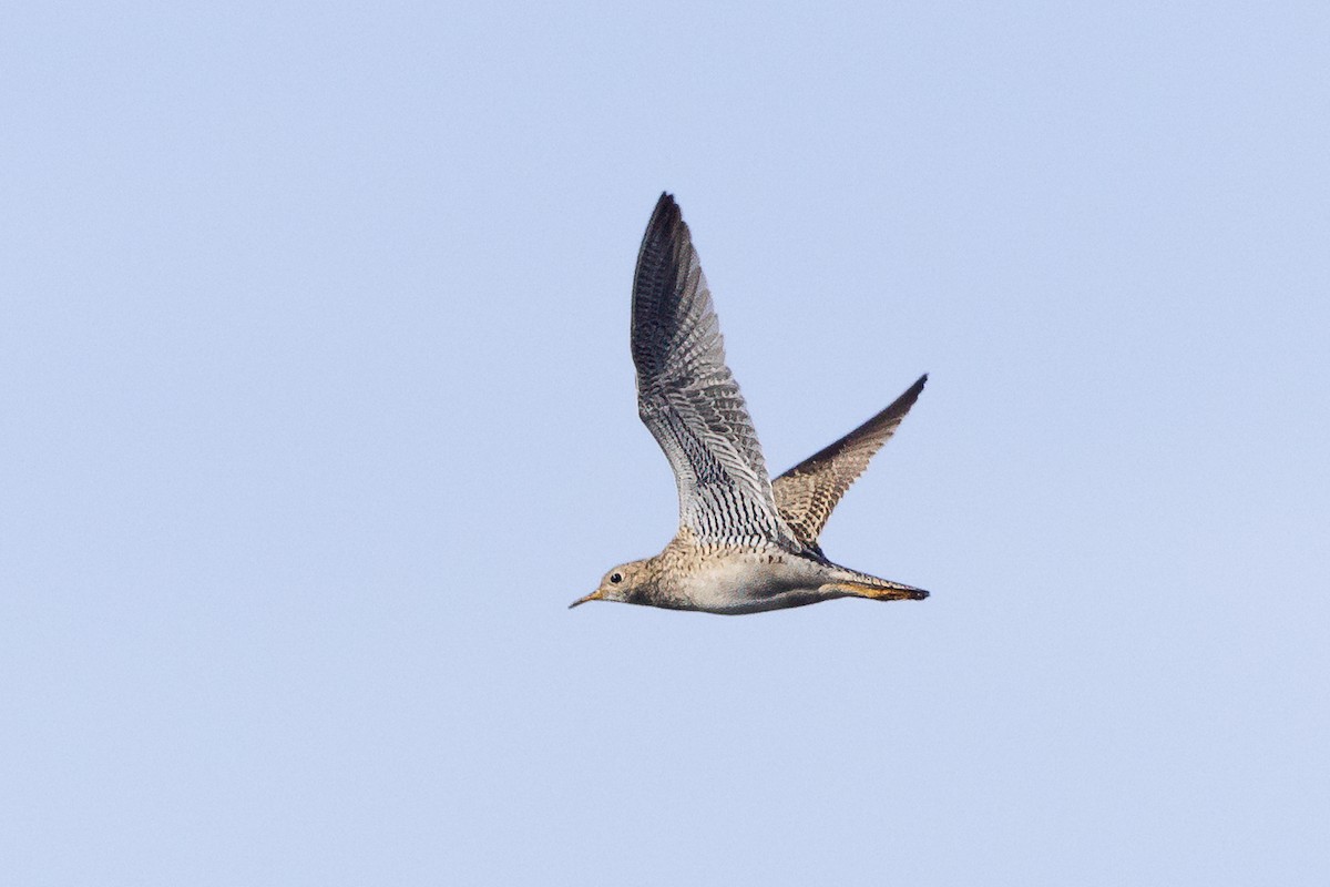 Upland Sandpiper - ML617769856