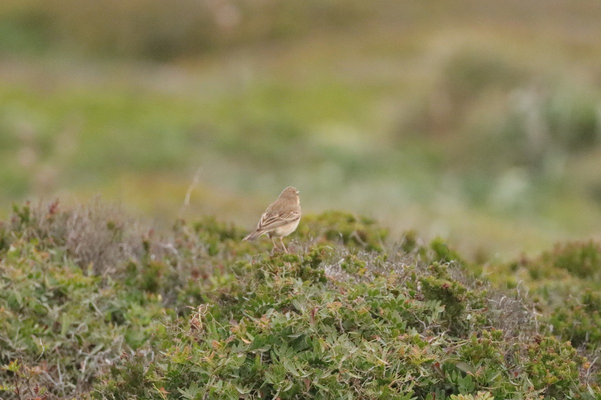 Tawny Pipit - Tom Bomadil