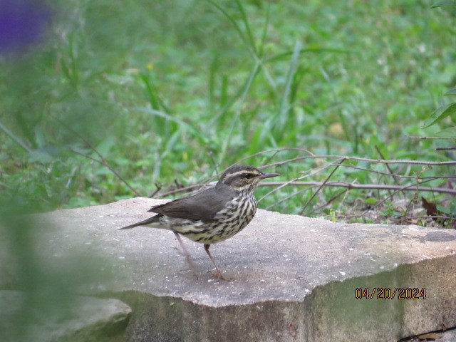 Northern Waterthrush - ML617770033