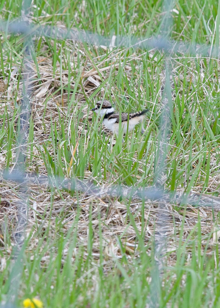 Killdeer - ML617770053