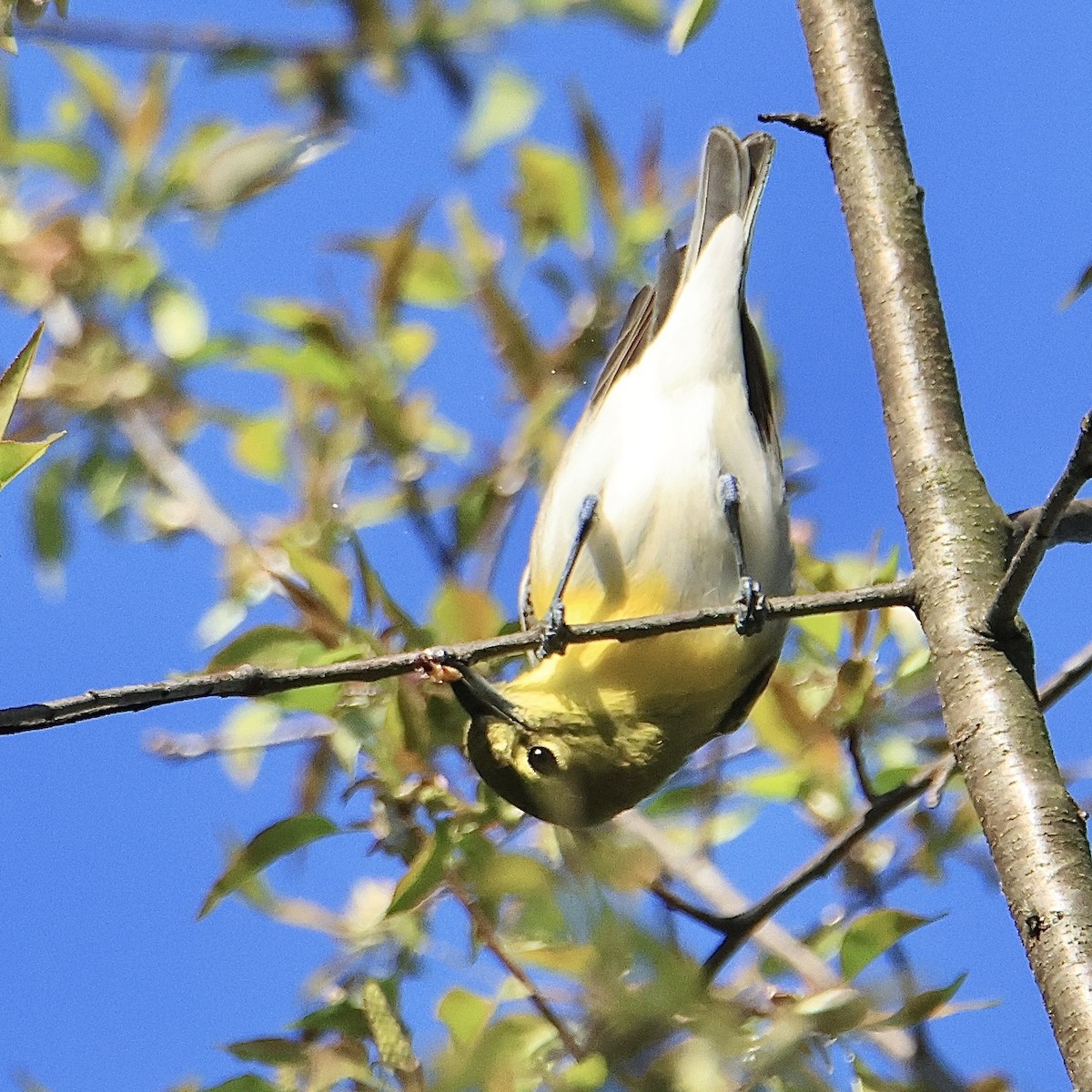 Sarı Gerdanlı Vireo - ML617770074