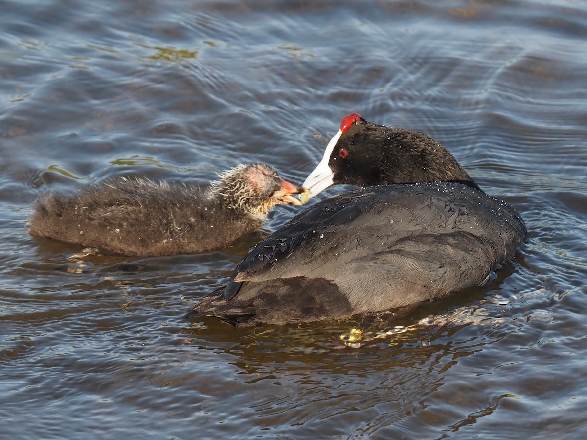 Red-knobbed Coot - ML617770083