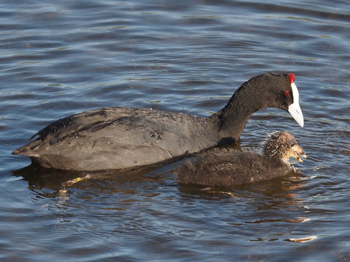 Red-knobbed Coot - ML617770084