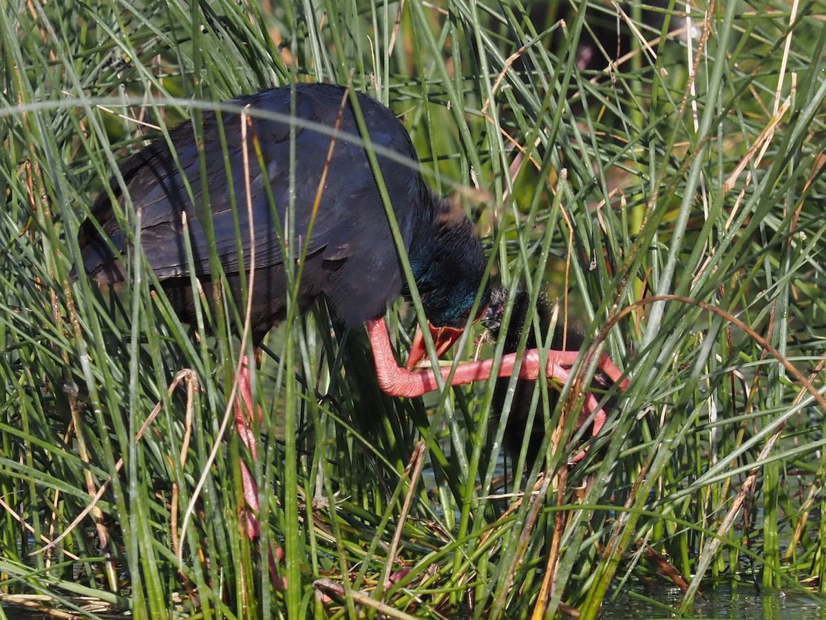 Western Swamphen - ML617770086