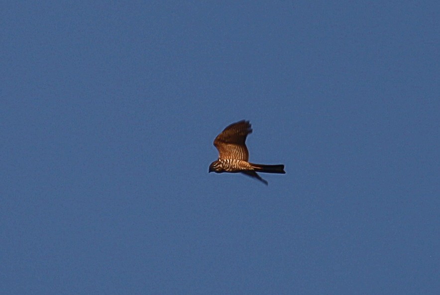 Collared Sparrowhawk - Martyn Covey