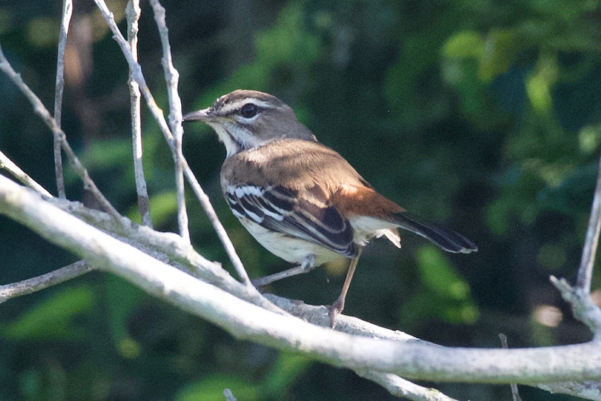 Brown Scrub-Robin - ML617770093