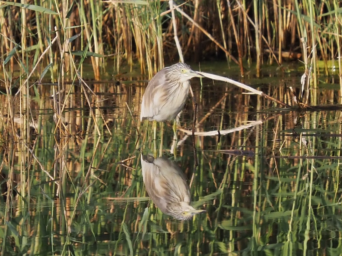 Squacco Heron - Toni Almajano Andújar