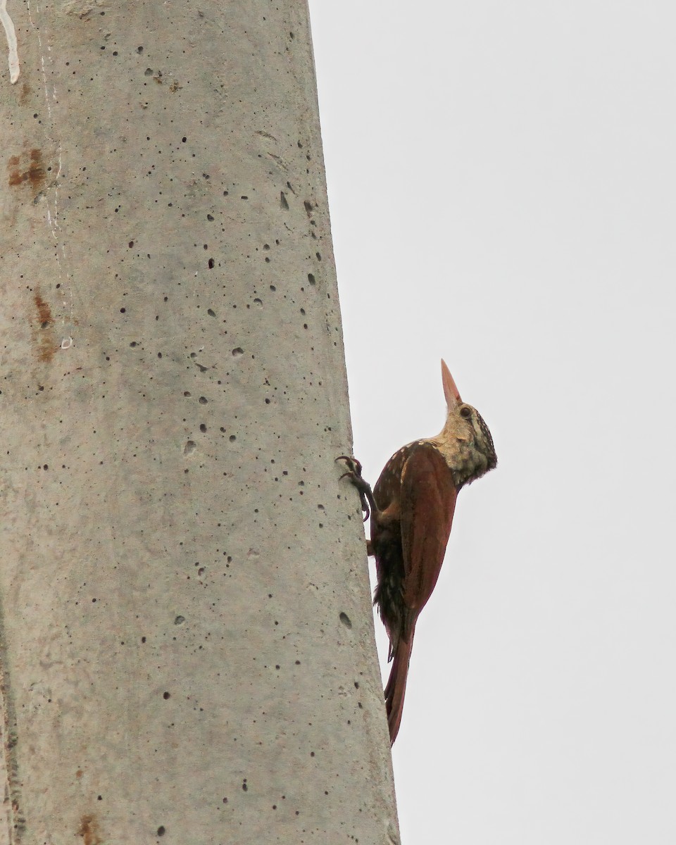 Straight-billed Woodcreeper - ML617770102