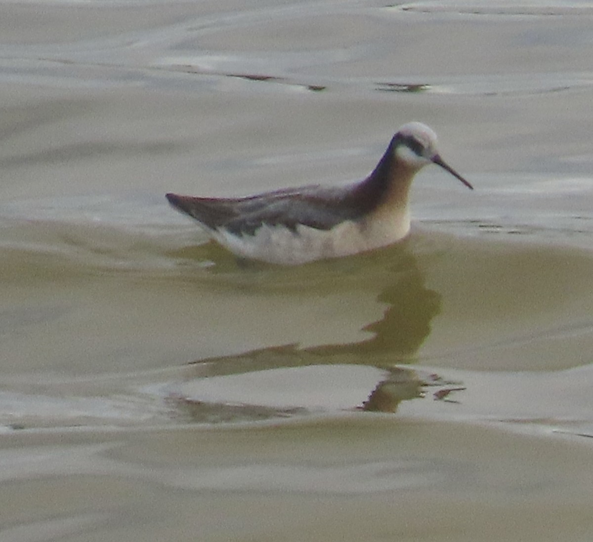 Wilson's Phalarope - ML617770147