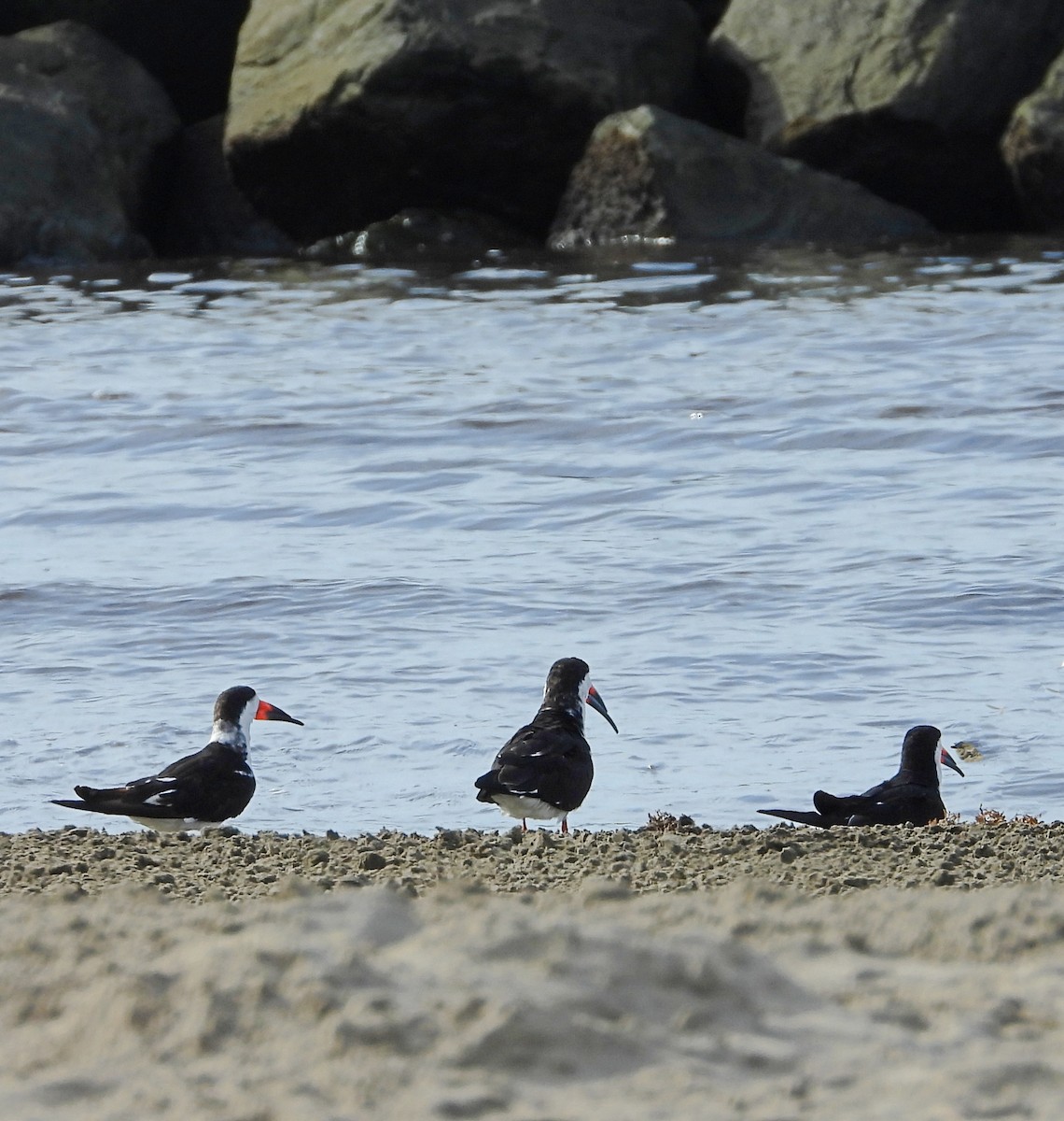 Black Skimmer - ML617770269