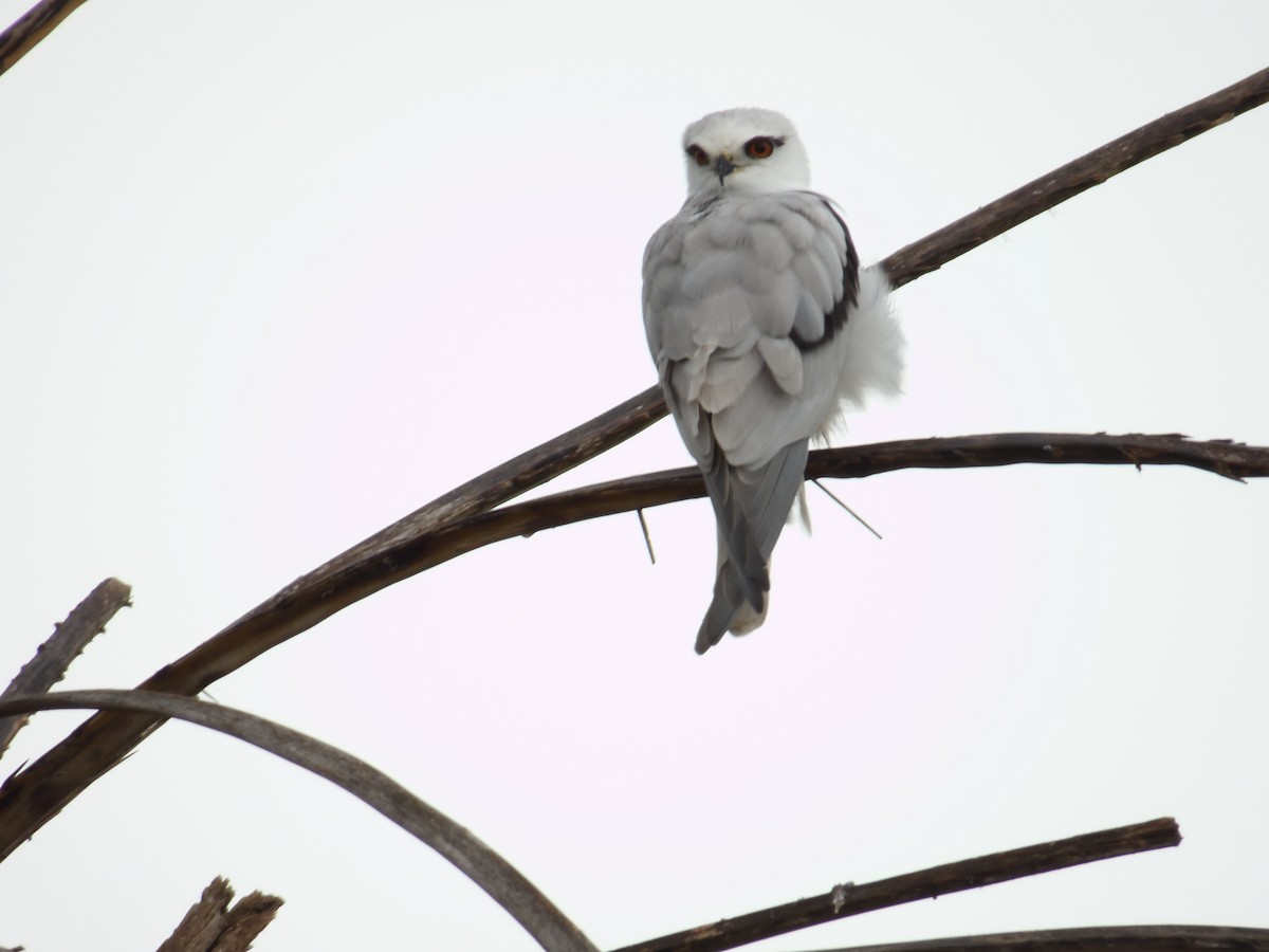 Black-shouldered Kite - Andrew Guy