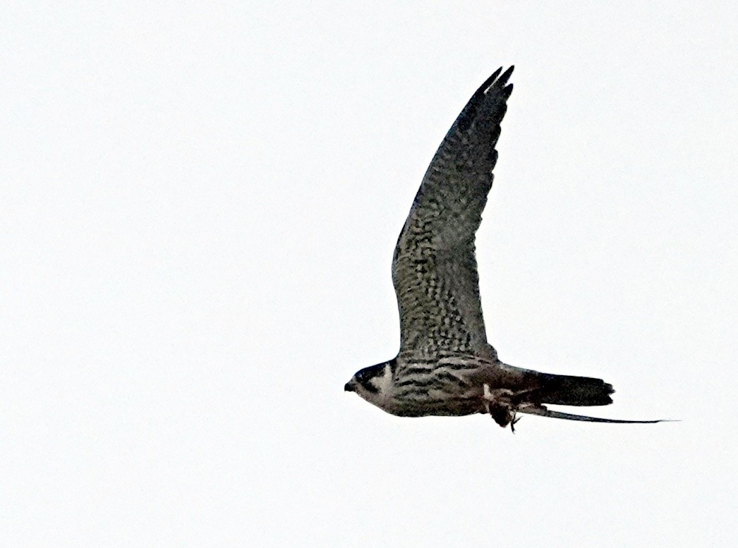 Eurasian Hobby - ML617770277