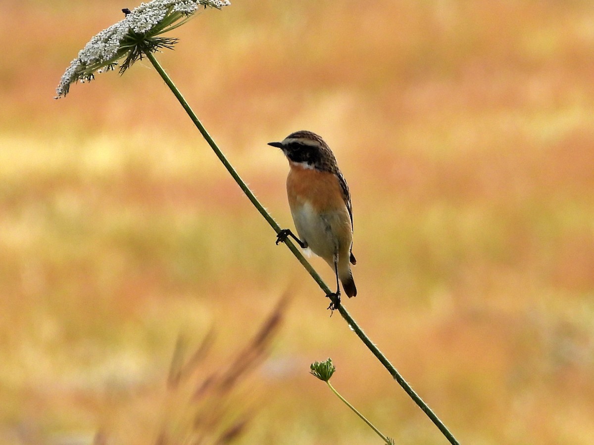 Whinchat - ML617770278