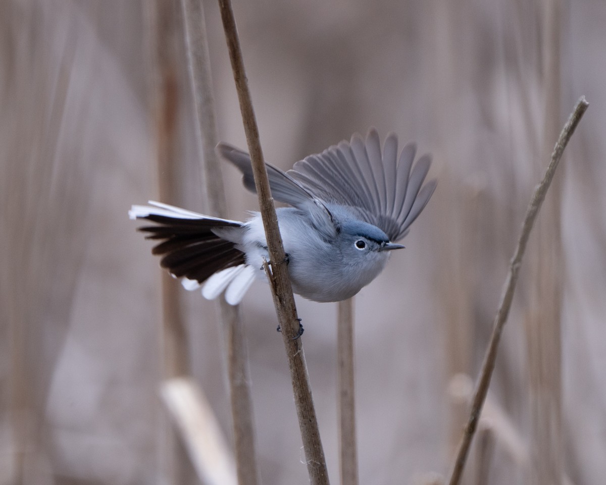 Blue-gray Gnatcatcher - ML617770290