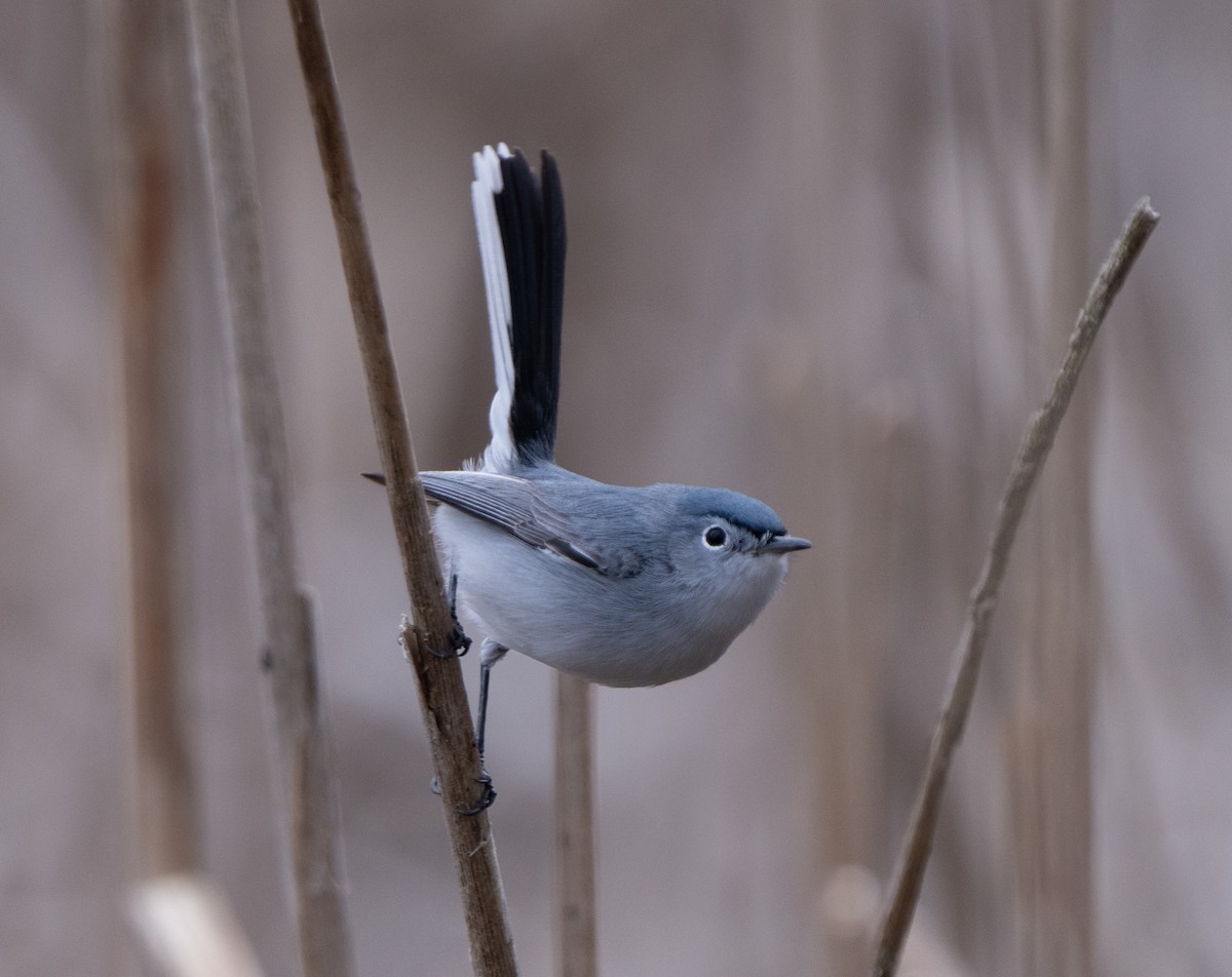 Blue-gray Gnatcatcher - ML617770321