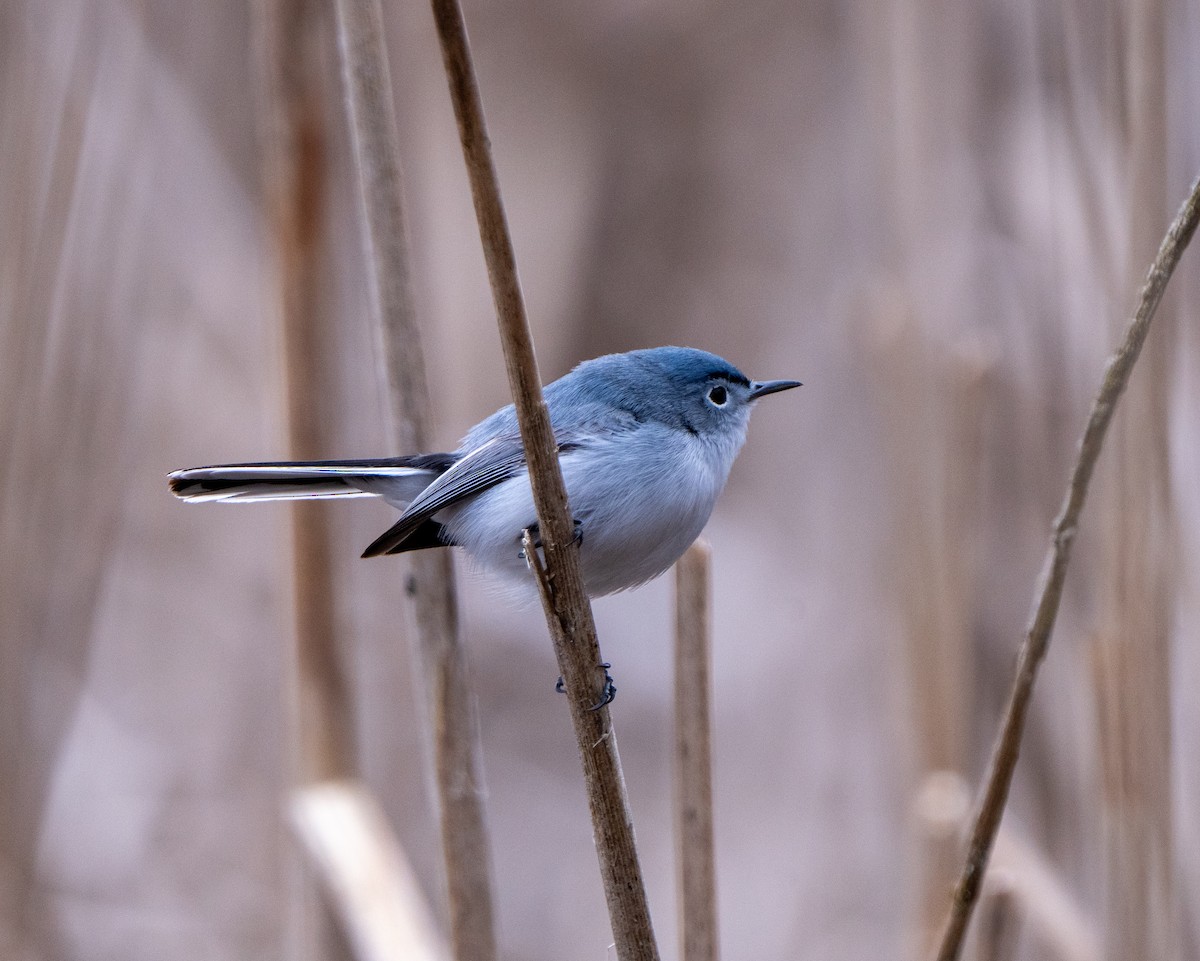 Blue-gray Gnatcatcher - ML617770330